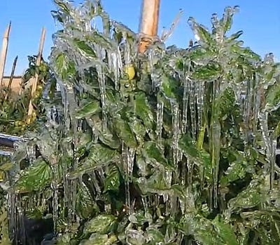 Close-up of green plants covered in ice after a frost event, with icicles hanging from the leaves and stems against a clear blue sky.