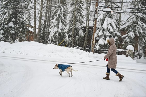A person walking a dog on a snow-covered street lined with trees and houses after heavy snowfall.
