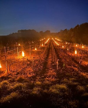 Agricultural field with small fires placed between rows to protect crops from freezing temperatures.